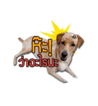 Daimodthasoodchuen kub dog（個別スタンプ：2）
