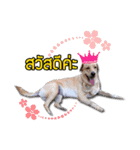 Daimodthasoodchuen kub dog（個別スタンプ：7）