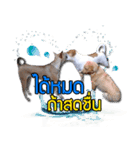 Daimodthasoodchuen kub dog（個別スタンプ：8）