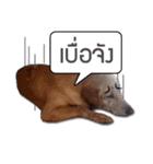 Daimodthasoodchuen kub dog（個別スタンプ：9）