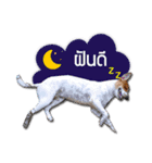 Daimodthasoodchuen kub dog（個別スタンプ：12）