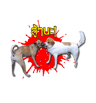 Daimodthasoodchuen kub dog（個別スタンプ：14）