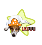 Daimodthasoodchuen kub dog（個別スタンプ：15）