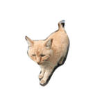 ねこなかま（個別スタンプ：4）