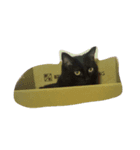 ねこなかま（個別スタンプ：6）