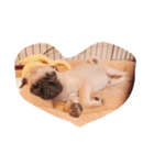 lovemydogADI（個別スタンプ：1）
