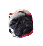 lovemydogADI（個別スタンプ：2）