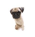 lovemydogADI（個別スタンプ：5）