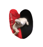 lovemydogADI（個別スタンプ：6）