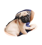 lovemydogADI（個別スタンプ：7）