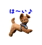 トイプードルのクレマ君1（個別スタンプ：3）