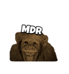 Dami the monkey（個別スタンプ：1）