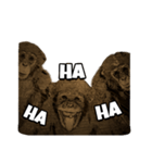 Dami the monkey（個別スタンプ：4）