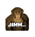 Dami the monkey（個別スタンプ：7）
