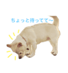 我が家のふぅちゃん（個別スタンプ：1）