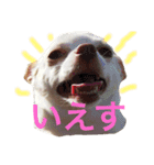 我が家のふぅちゃん（個別スタンプ：3）