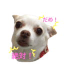我が家のふぅちゃん（個別スタンプ：8）