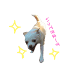 我が家のふぅちゃん（個別スタンプ：10）