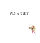 我が家のふぅちゃん（個別スタンプ：12）