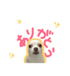 我が家のふぅちゃん（個別スタンプ：21）