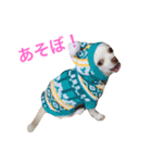 我が家のふぅちゃん（個別スタンプ：24）