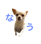 我が家のふぅちゃん（個別スタンプ：28）