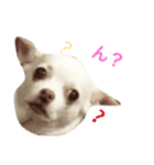 我が家のふぅちゃん（個別スタンプ：29）