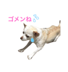 我が家のふぅちゃん（個別スタンプ：31）