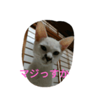 ねこの1日 No3.（個別スタンプ：5）