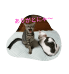 ねこの1日 No3.（個別スタンプ：8）