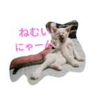 ねこの1日 No3.（個別スタンプ：10）