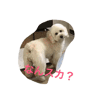 モフモフの独り言（個別スタンプ：3）