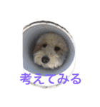 モフモフの独り言（個別スタンプ：12）