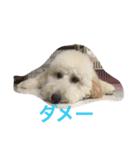 モフモフの独り言（個別スタンプ：13）