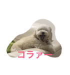 モフモフの独り言（個別スタンプ：14）