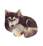 Copper Mini Husky（個別スタンプ：2）
