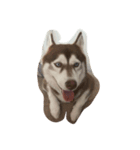 Copper Mini Husky（個別スタンプ：3）