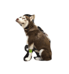 Copper Mini Husky（個別スタンプ：6）