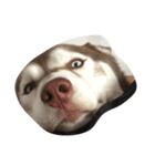 Copper Mini Husky（個別スタンプ：8）
