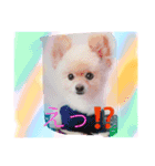 ポメの一休（個別スタンプ：6）