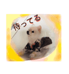 ポメの一休（個別スタンプ：7）