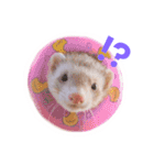 フェレット ここちゃん（個別スタンプ：2）