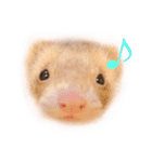 フェレット ここちゃん（個別スタンプ：3）