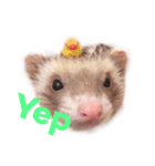 フェレット ここちゃん（個別スタンプ：4）