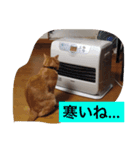 おしゃべり猫のミュウ（個別スタンプ：1）