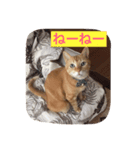 おしゃべり猫のミュウ（個別スタンプ：3）
