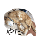 おしゃべり猫のミュウ（個別スタンプ：5）