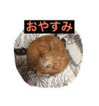 おしゃべり猫のミュウ（個別スタンプ：6）