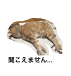 おしゃべり猫のミュウ（個別スタンプ：7）
