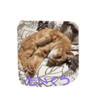 おしゃべり猫のミュウ（個別スタンプ：8）